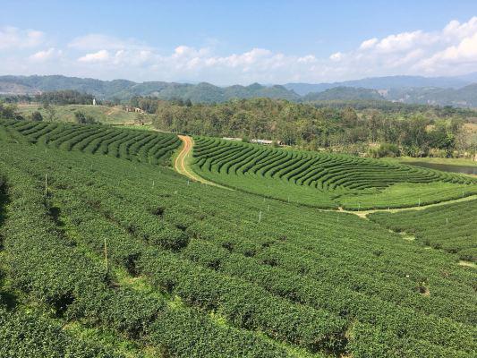 Choui Fong Tea Plantation