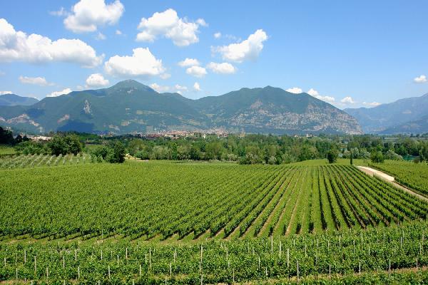 Una giornata nella “terra dei vini” – Franciacorta
